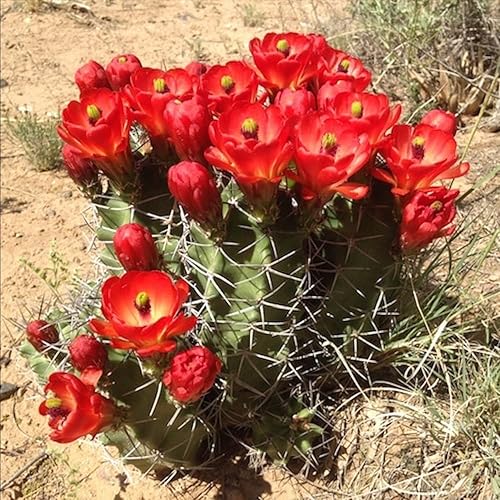 Miniatura 3 de Kingcups Cactus (Echinocereus triglochidiatus) - Planta viva - Resistente al frío - Flores rojas cerosas