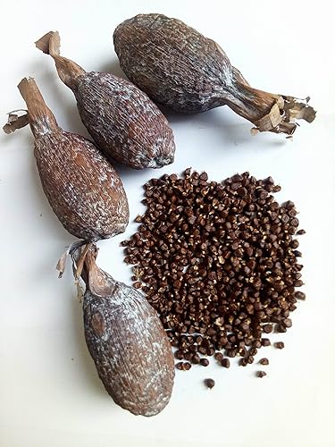 Ghana Alligator Pepper mbongo especias hepper Pimienta (10)