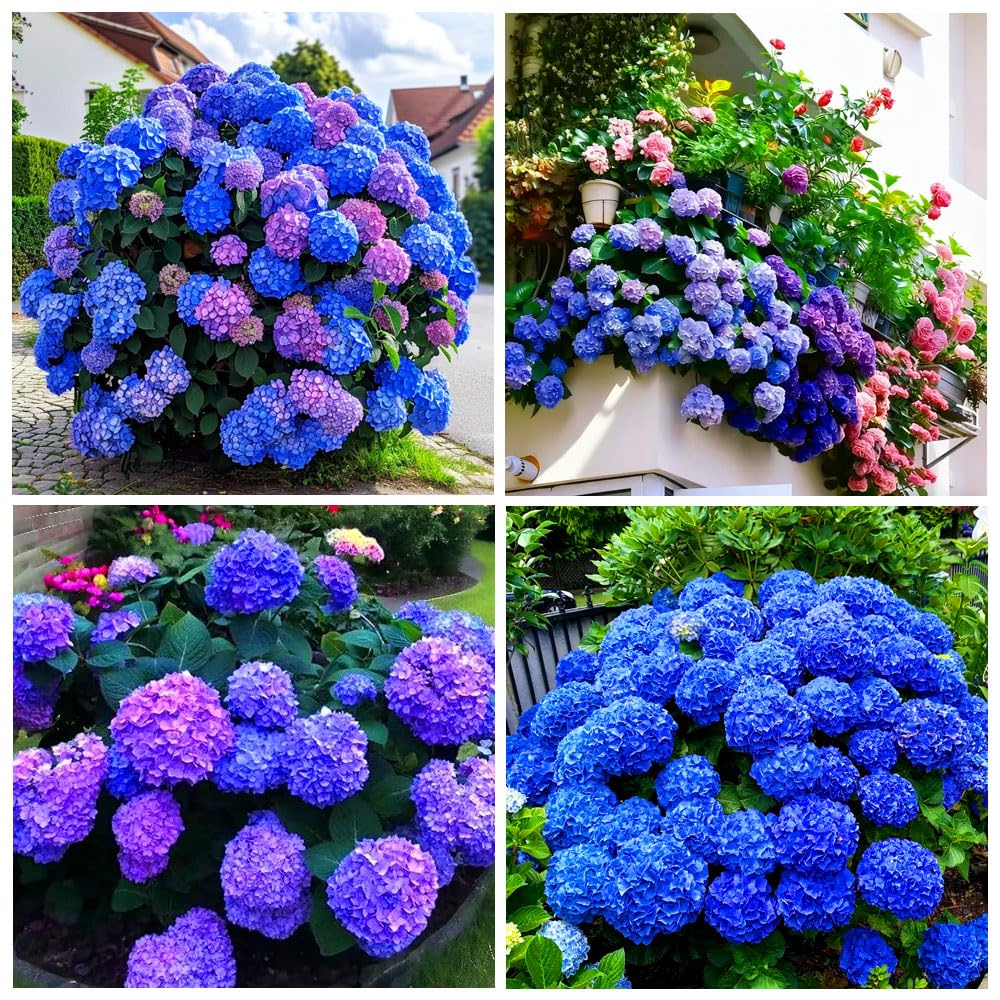60+ Perennial Hydrangea Seeds Flower for Home Gardens Outdoor-Non-GMO Heirloom Flower High Germination Rate