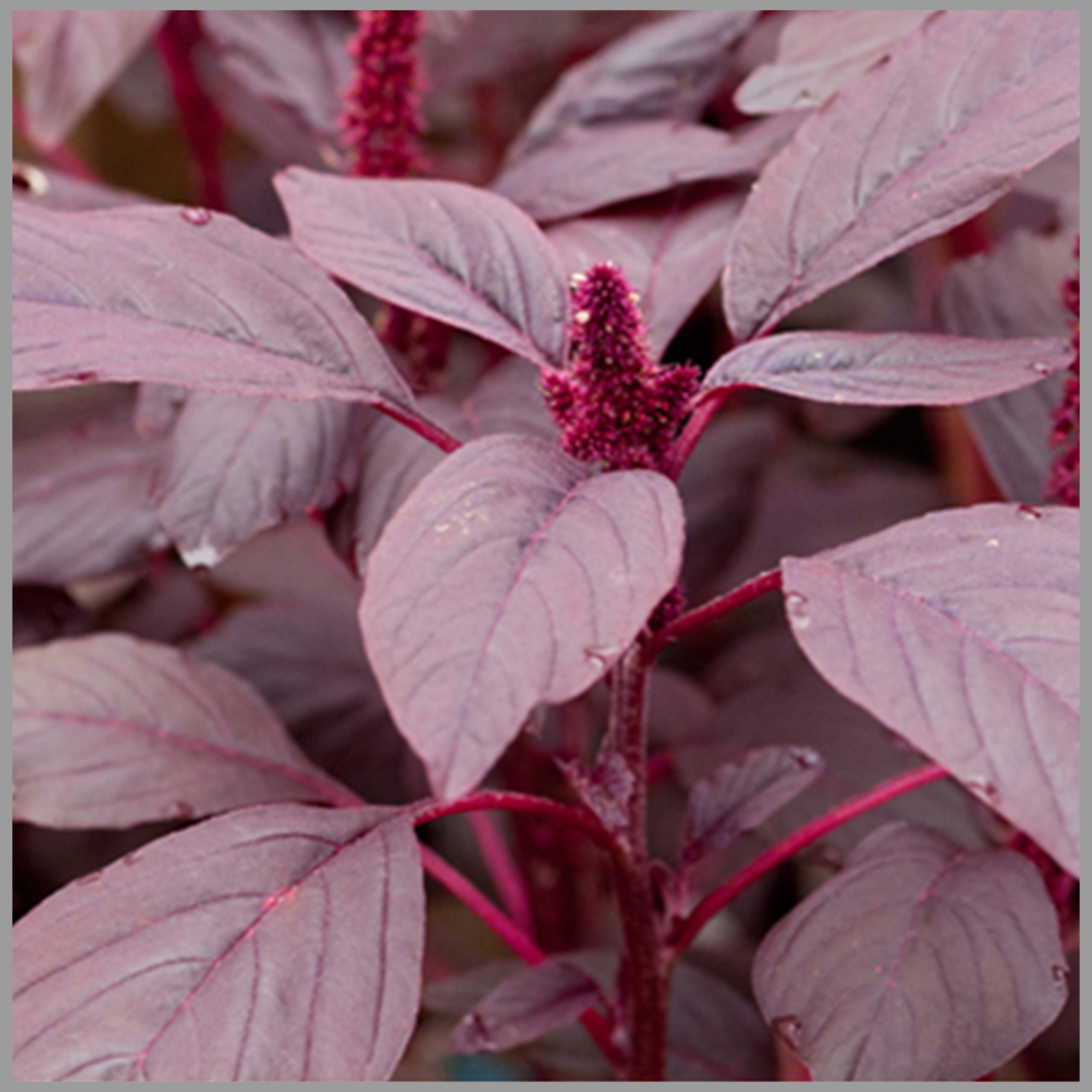 Amaranthus Red (Red Thandu Keerai/Multicut Spinach) Traditional Seeds (Pack of 2500 Seeds) - GardenHunt