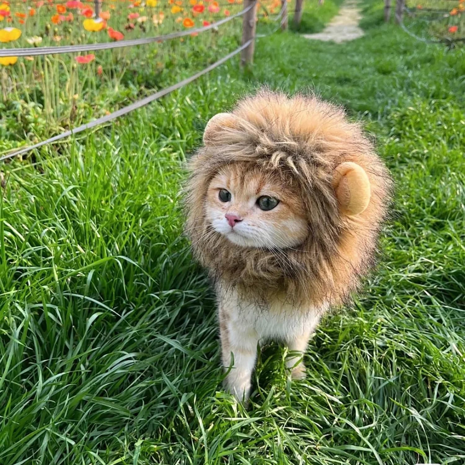 Qaoliffa Lion Mane Wig for Cats,Pet Halloween Costume Cat Lion Mane Wig,Adjustable Washable,Lion Mane Wig for Cat Costume Pet (Medium), Brown