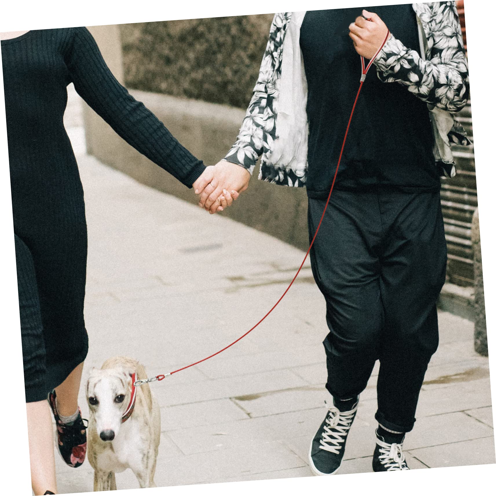 Sosoport 4pezzi Guinzaglio Per Cani Acciaio Resistente Agli Strappi Antimasticabile Accessorio Sicuro Per Passeggiate Quotidiane e Attività All Aperto