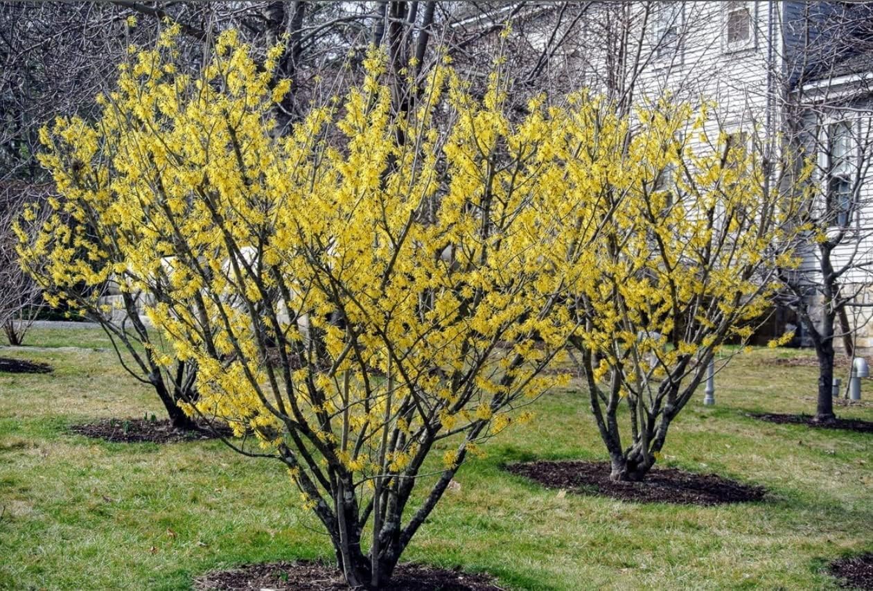 5 Witch Hazel Trees/Shrubs - 12-24" Tall Live Plants - Yellow Flowering Bushes - Hamamelis virginiana - (5 Pack)