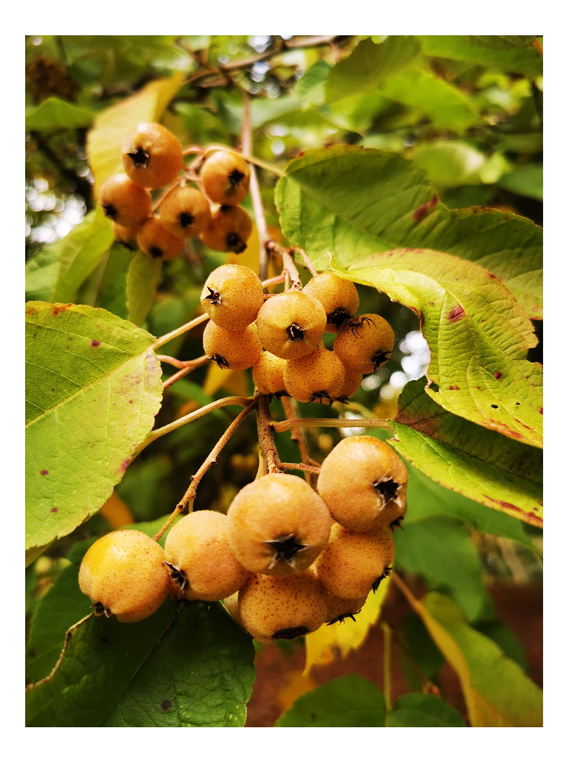 YUNNAN Crab Apple Malus yunnanensis, Edible Fruits, Small Tree, 50-60cm Tall Plant in a 7cm Pot, Ready to be Planted Out from mid June 2021