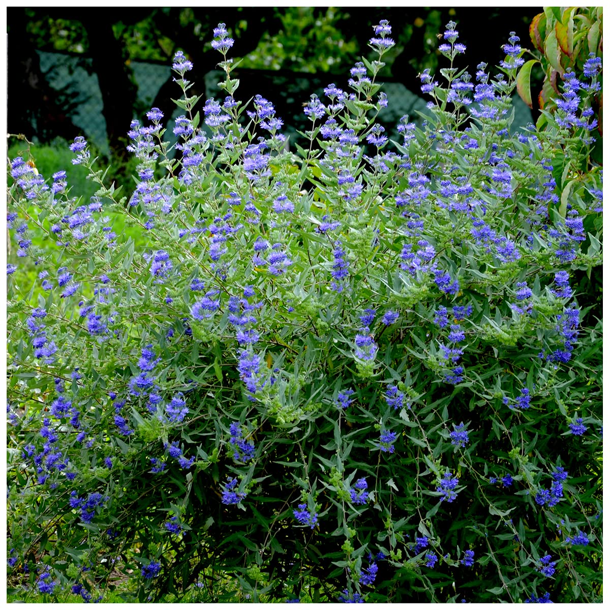 Caryopteris Clandonensis 'Heavenly Blue' / Bluebeard in a 9cm Pot 3fatpigs®