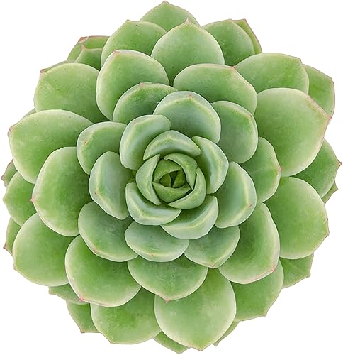 Altman Plants, Lime N Chile Echeveria Plantas suculentas vivas con maceta, plantas vivas de interior plantas de interior vivas plantas de interior