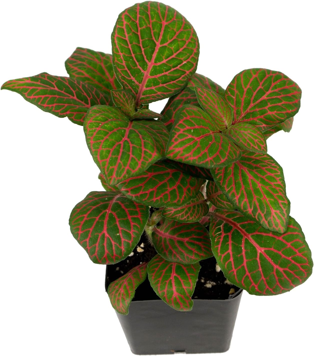Fittonia verschaffeltii 'Red' - Nerve Plant
