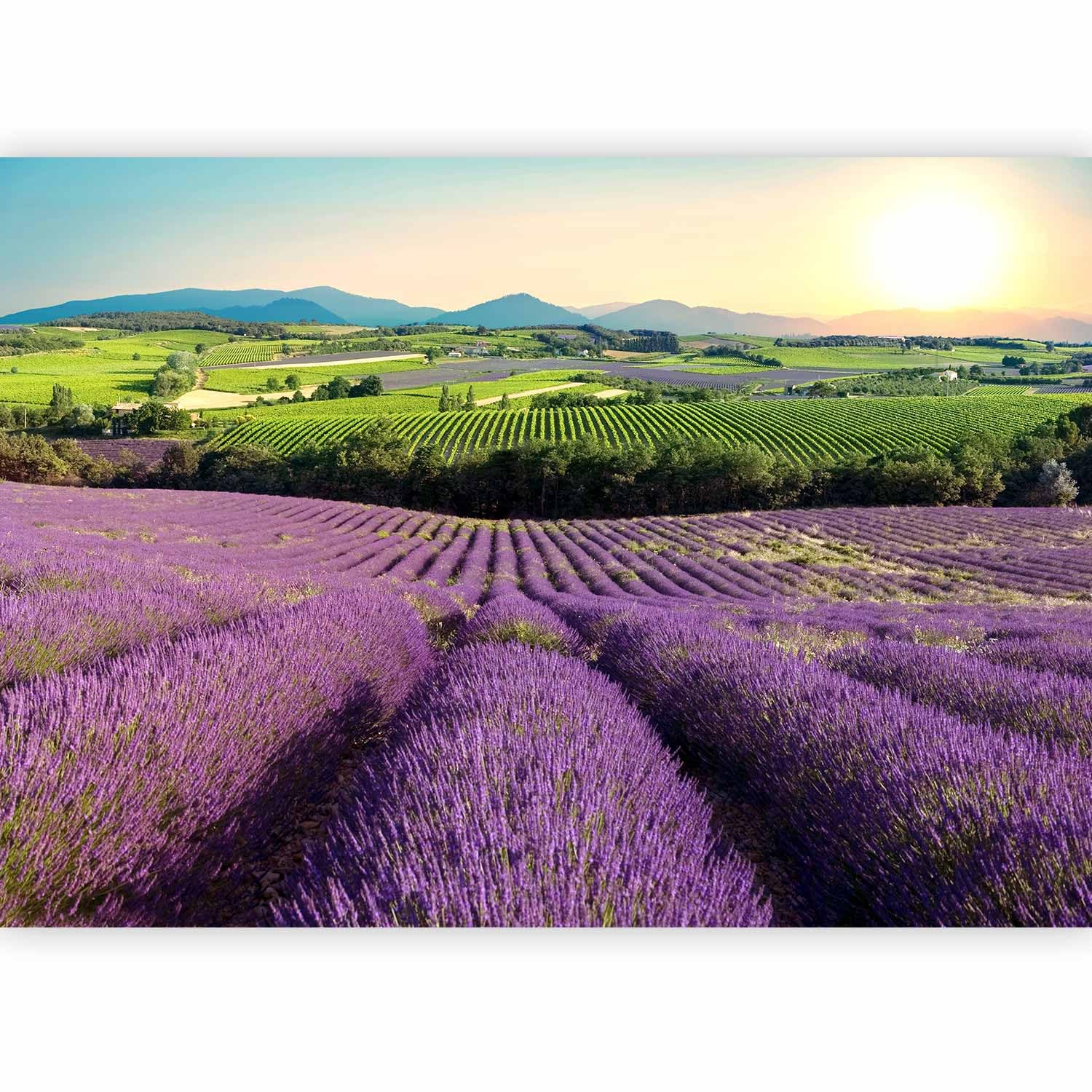 murando Premium Photo Wallpaper Lavender Fields 100x70 cm / 40"x28" Non-Woven Premium Art Print Fleece Wall Mural Decoration Poster Picture Design Modern Landscape Nature Provence c-C-0427-a-a