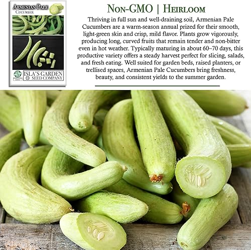 Miniatura 3 de Isla's Garden Seeds - Semillas de pepino verde pálido armenio (Cucumis sativus) – Más de 100 semillas tradicionales y sin OMG para plantar, pepinos