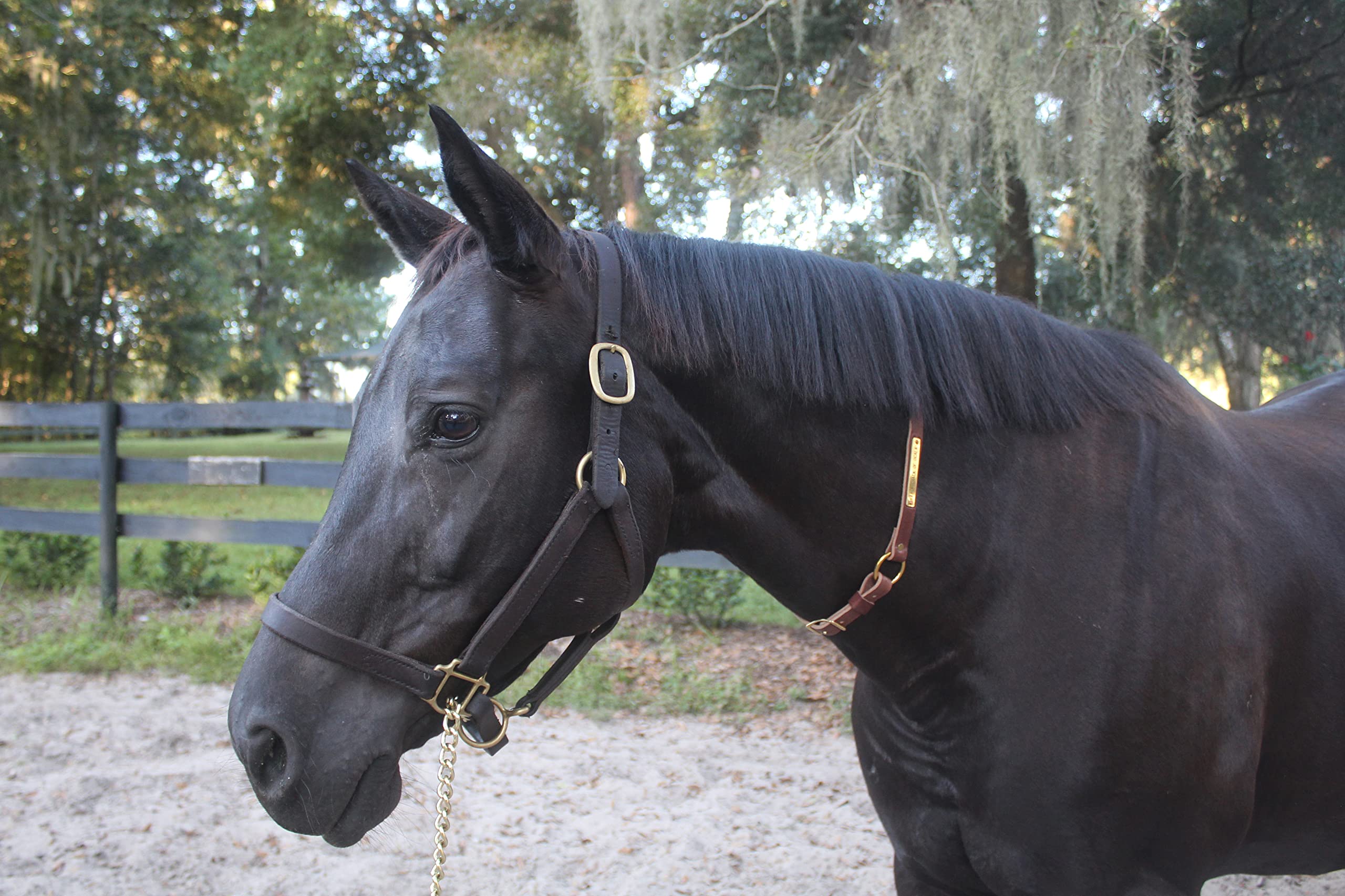 Tack Shack of Ocala Neck Straps with Custom Engraved Name Plate for