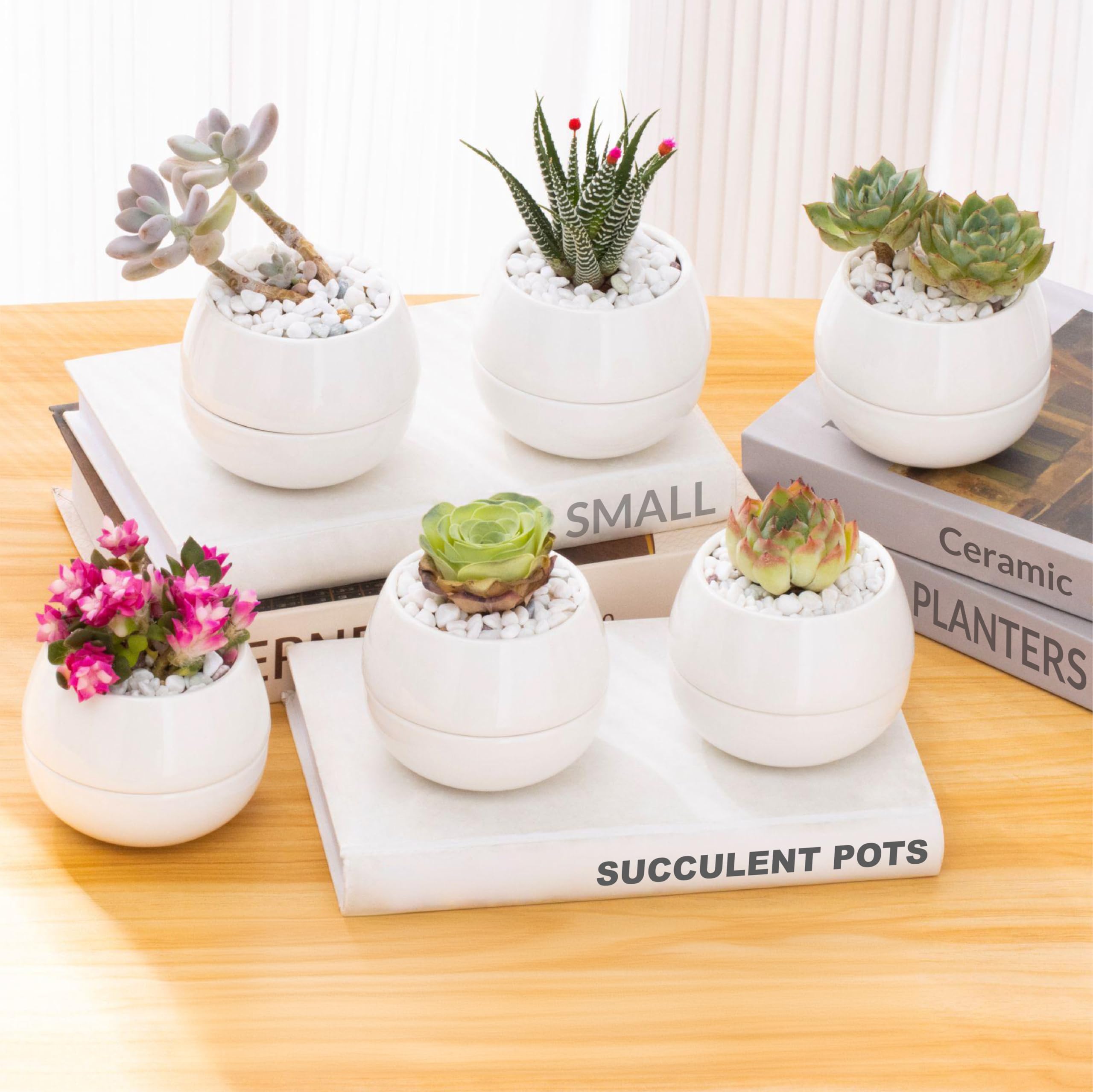 Pots pour plantes grasses 8,9 cm : le lot de 6 mini pots en céramique à offrir