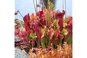 CHUXAY GARDEN Sarracenia Purpurea Seeds --- Northern Pitcher,Turtle Socks,Side-Saddle Flower 25 Seeds Hardy Carnivorous Plant