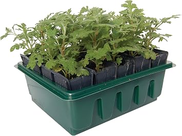 Haxnicks Rapid Rootrainers | Reusable Shallower Root Trainers | Seed Planting | 20 Cells for Those with Less Space | Salads Bedding Plants Flower Cuttings | Multi-Color, 20 Cells | RT040101