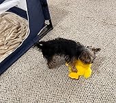 Review Image by Janet Eriksson Janet Eriksson