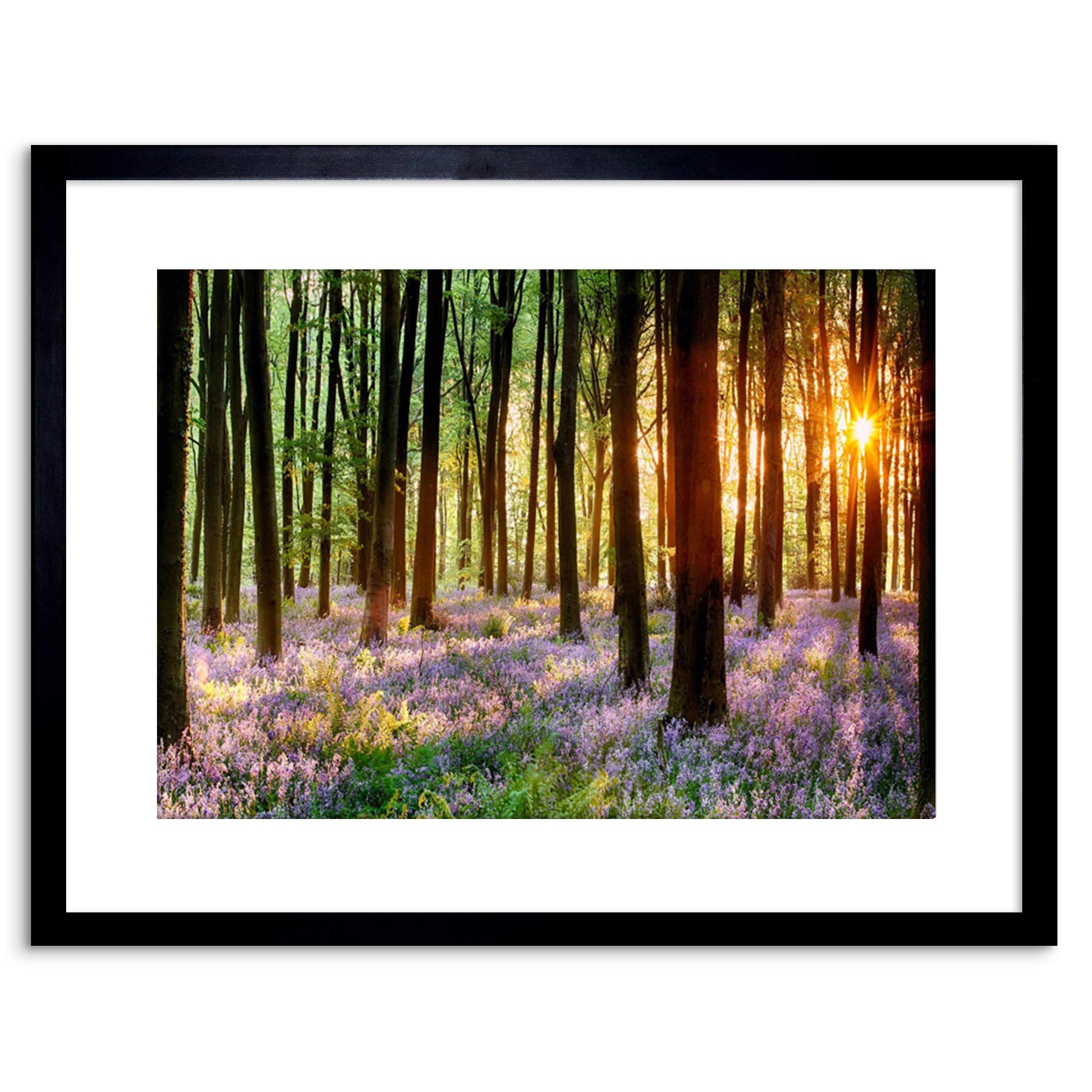 Wee Blue Coo Bluebell Wood Sunrise Trees Photo Framed Wall Art Print