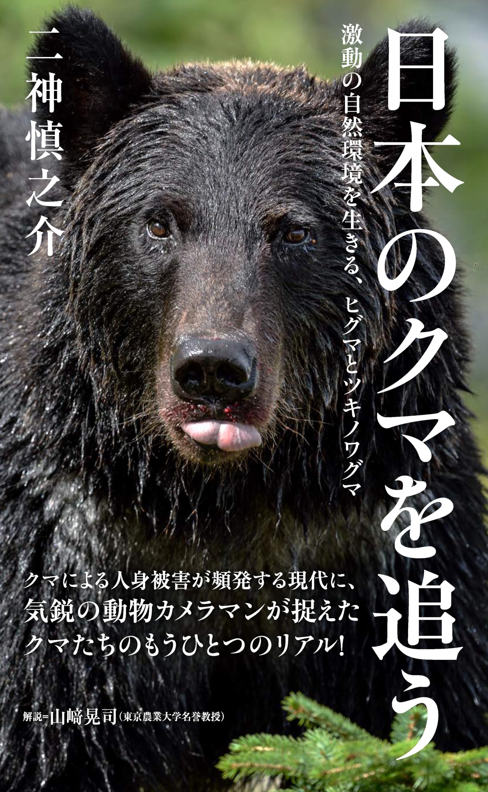 ヤマケイ新書 日本のクマを追う 激動の自然環境を生きる、ヒグマと