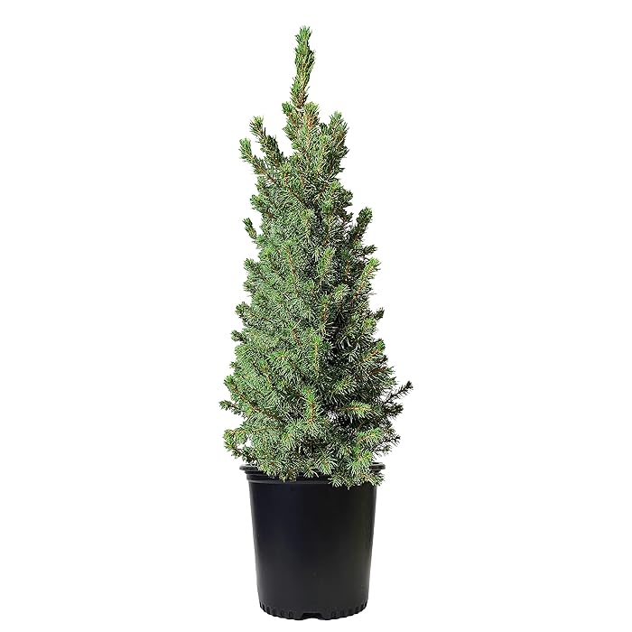 Buy Green Promise Farms ENPCGC Outdoor Mini Christmas Tree, Evergreen