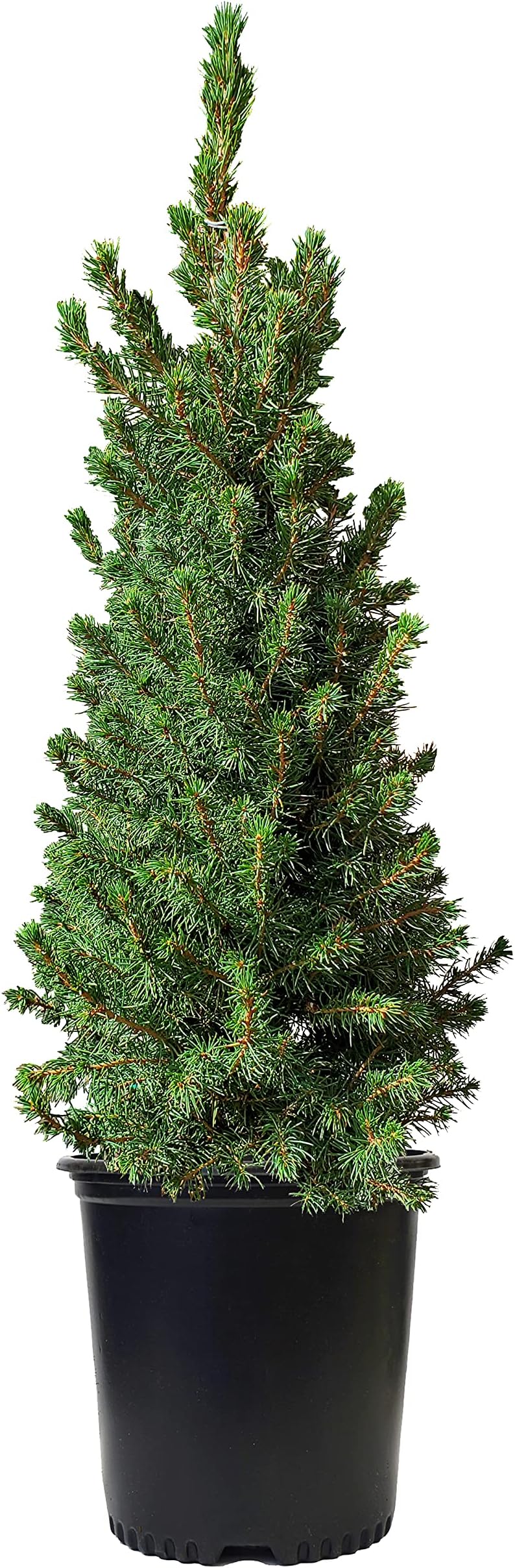 Live Plant Outdoor Mini Christmas Tree, Picea Glauca ‘Conica’ Dwarf Alberta Spruce Evergreen, a 1-Gallon Potted Plant