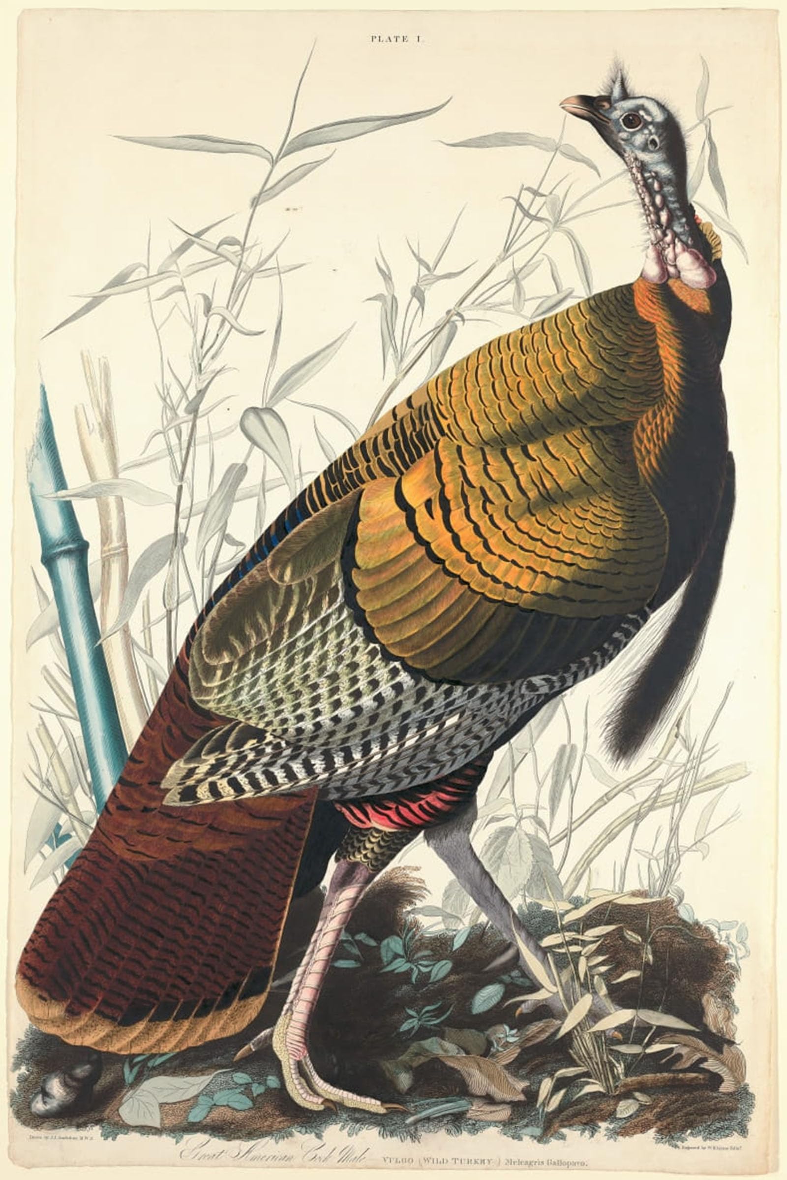 POSTERIIk Famous Animal Posters Vintage Picture Great Cock by Famous Painter Modern Wall Decor for Home Decor 60x90cm