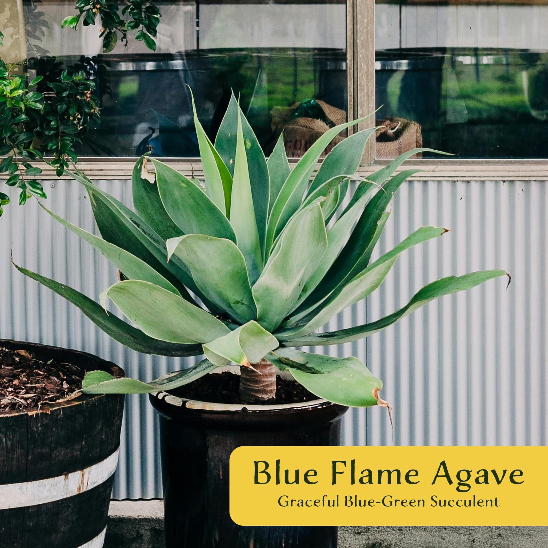 アガベ☆ブルー・フレイム' (attenuata×shawii) アガベ』 【ブルー