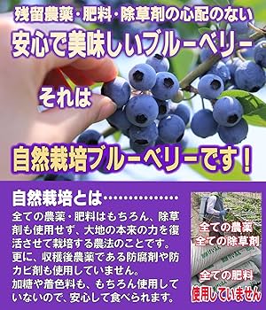 ☆令和7年 生ブルーベリー☆農薬不使用 3㌔ メイちゃんn ☆令和7年 生ブルーベリー☆農薬不使用 3㌔ メイちゃんn サイズ