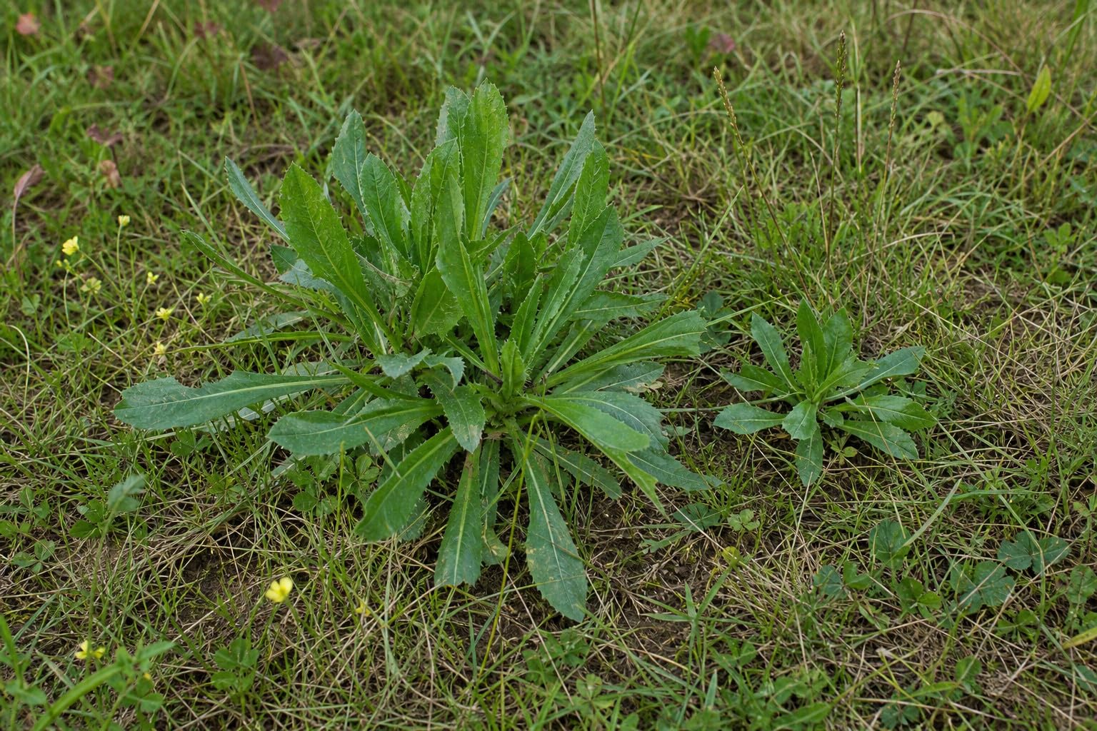 SaatPilot | Lactuca virosa | 100 Seeds | Wild Lettuce