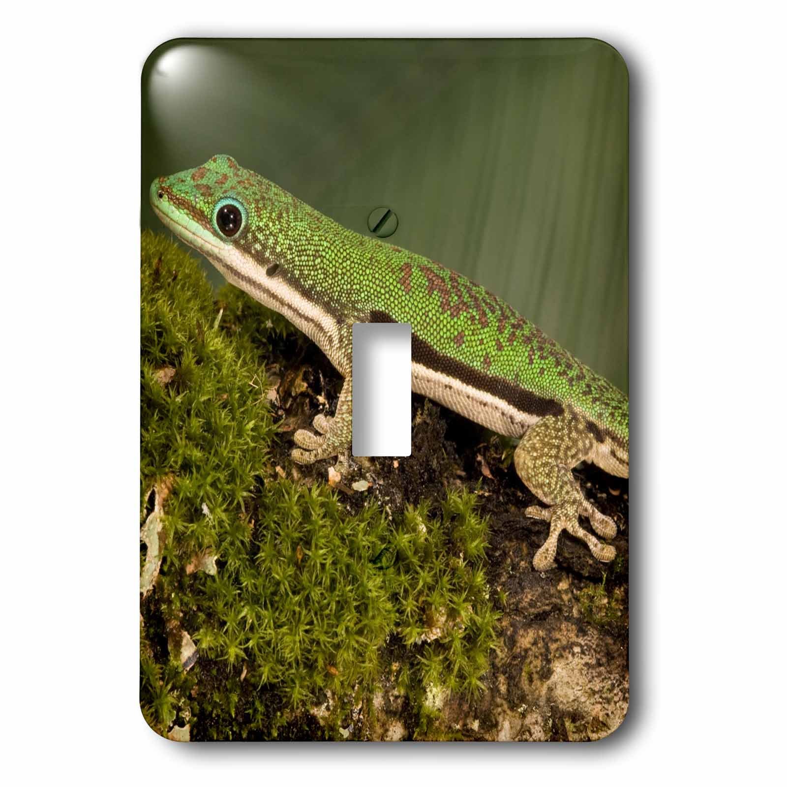 Amazon.co.jp: 3drose LLC lsp 94201 _ 1 Lined Day Gecko Lizard