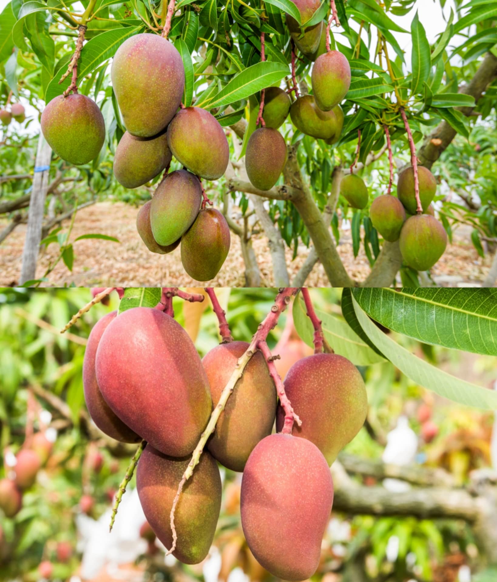 Native Earth Nursery " Arunika Mango " Hybrid Grafted Mango Fruit Plant (Healthy Plant, 2-3 Feet Height) Live Plant for Home Garden (B0C3MB1SFZ) Amazon Price History, Amazon Price Tracker