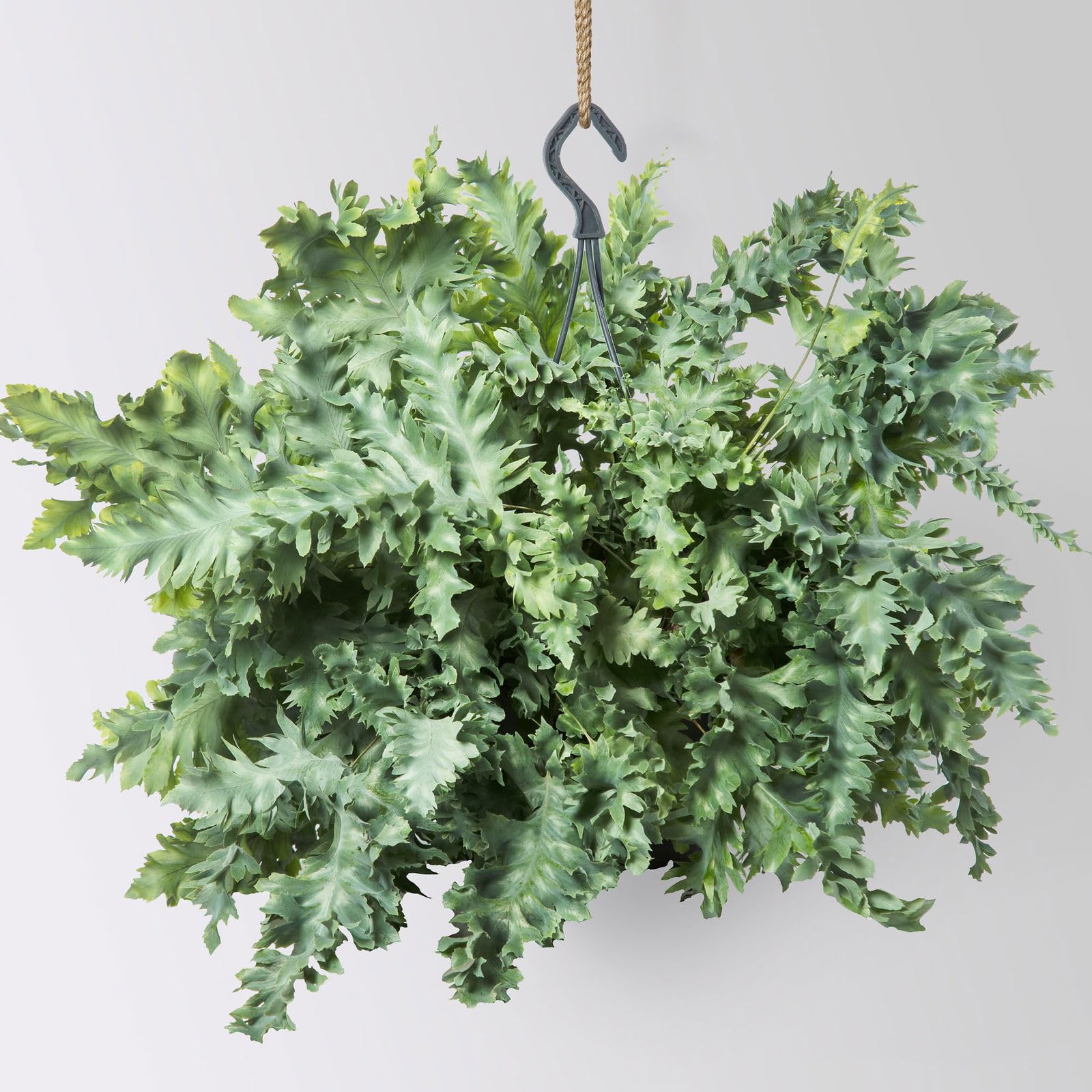 Goldtüpfelfarn 'Davana', Topf-Ø 19 cm, Höhe ca. 40 cm