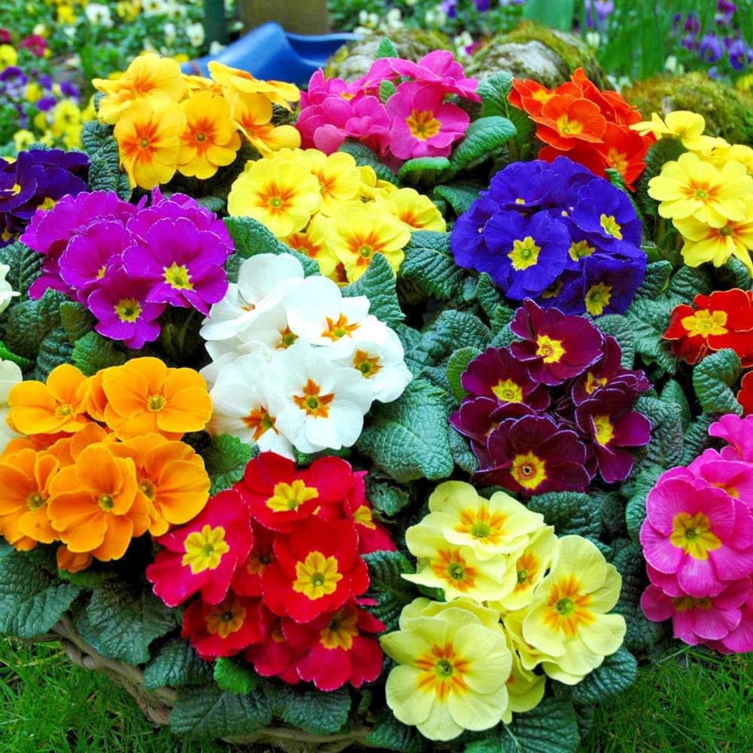 Perennial Primula Seeds for Planting - 300 Common Primrose Flower Seeds Non-GMO Flower Seeds
