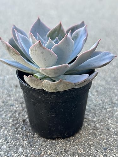 Miniatura 3 de Echeveria Desmetiana Live Succulent Plant, 2 Inch Pot, Fully Rooted, Blue-Green with Pink Edges, Home and Office Decor