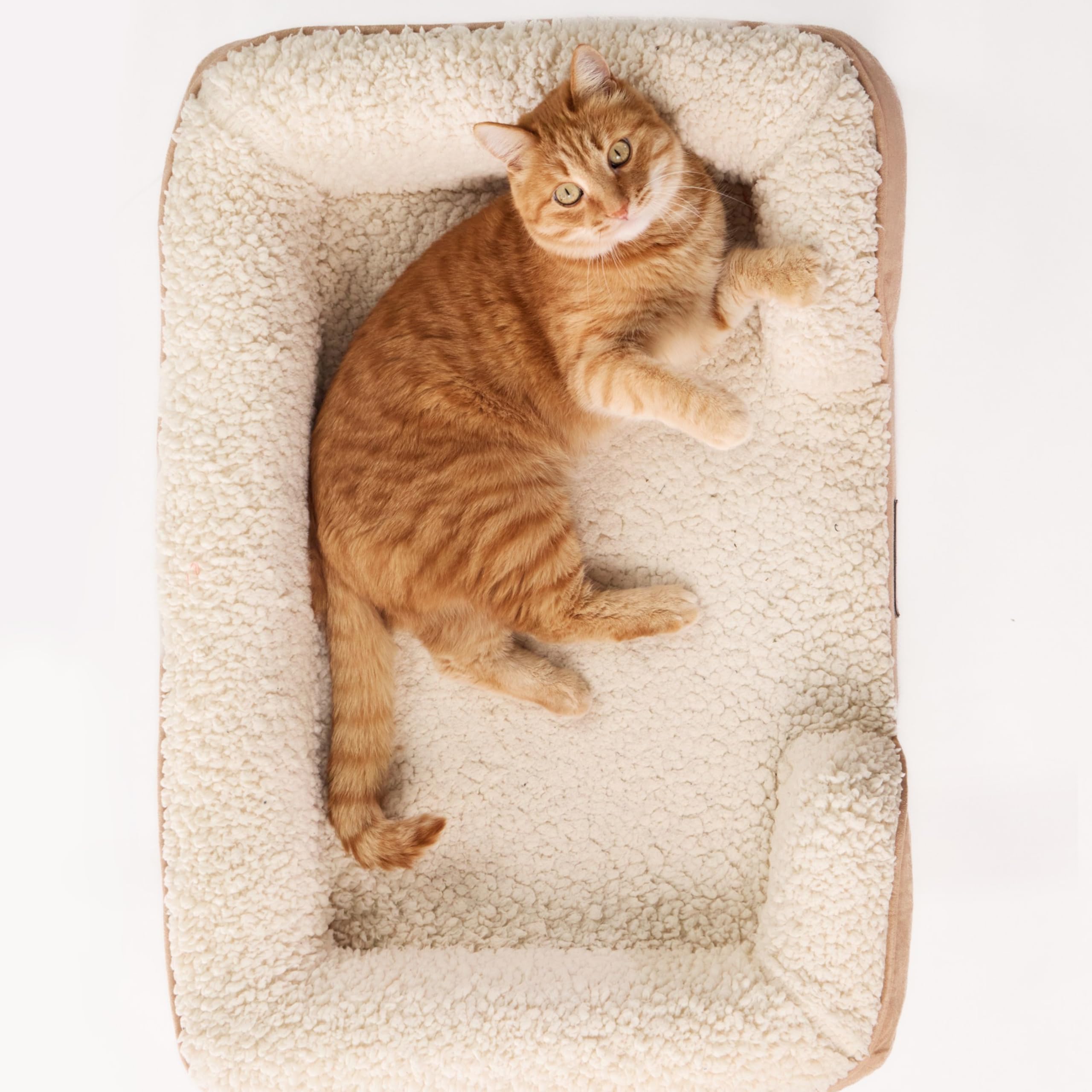 Cuccia Ortopedica per Gatti con Bordi Rialzati – Letto Morbido e Lavabile per Gatto, Materasso memory foam con Fondo Antiscivolo, Fodera Sfoderabile, Cuccia Comfort Premium (SMALL)