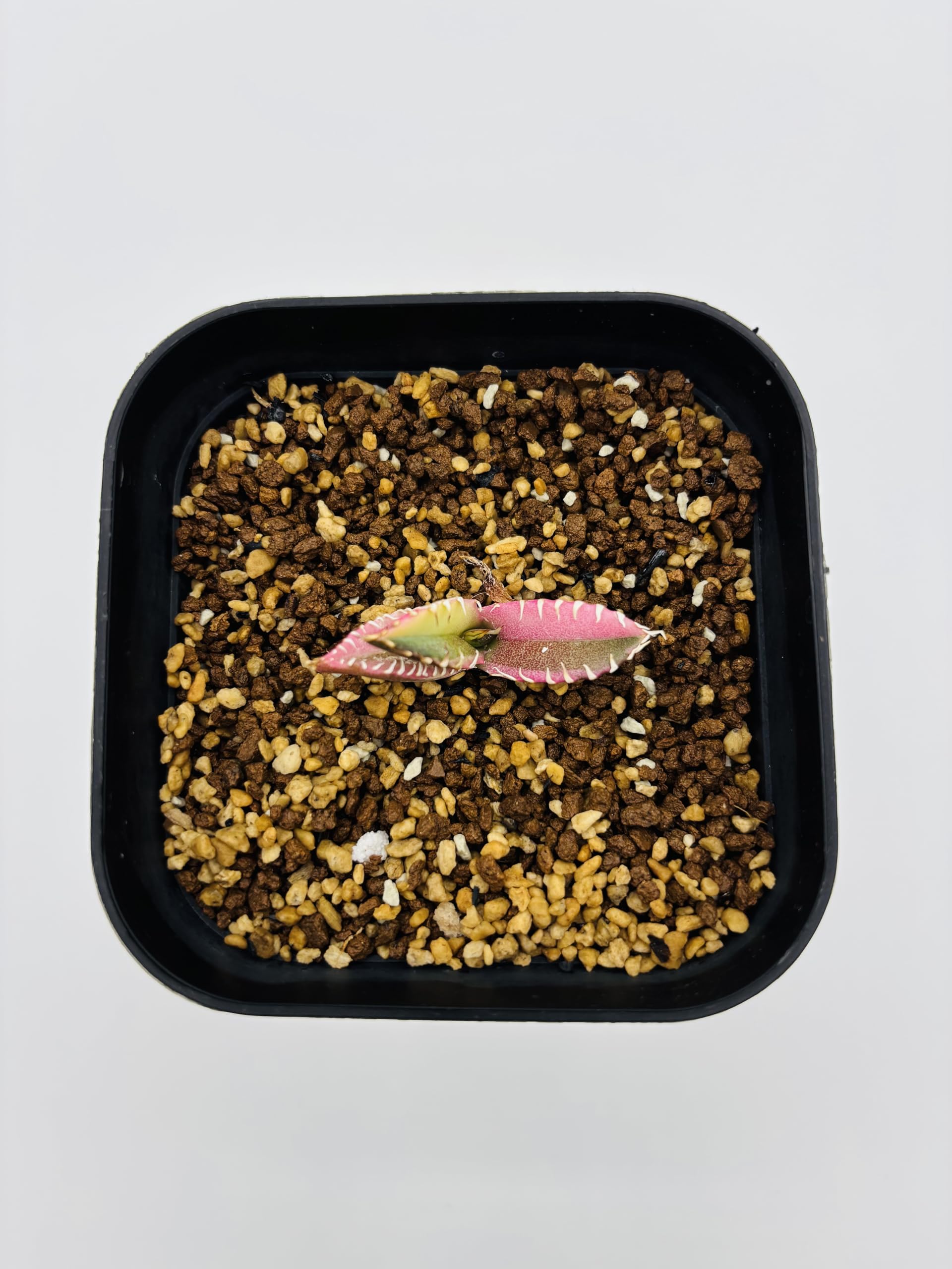 Amazon｜アガベ チタノタ 赤猫/Agave titanota 'Red Catweazle'/観葉