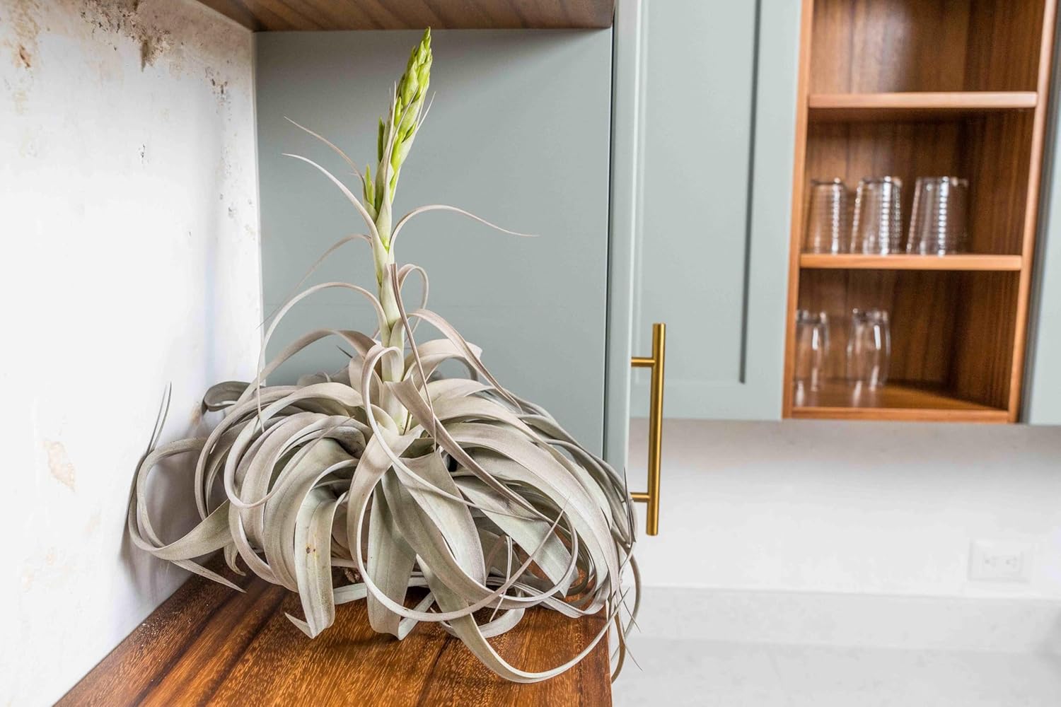 Air Plant Shop Jumbo Tillandsia Xerographica - Wholesale and Bulk - Succulents - Live Tillandsia - Easy Care Indoor and Outdoor House Plants