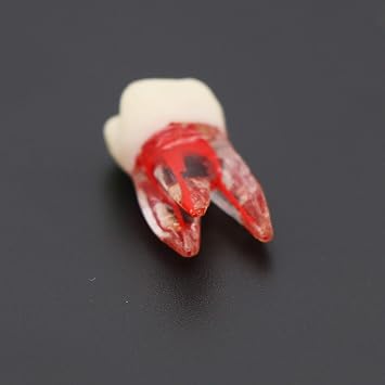 10Pcs Teeth Root Canal Model Endodontic File Practice Pulp for Teaching Study M807 16#