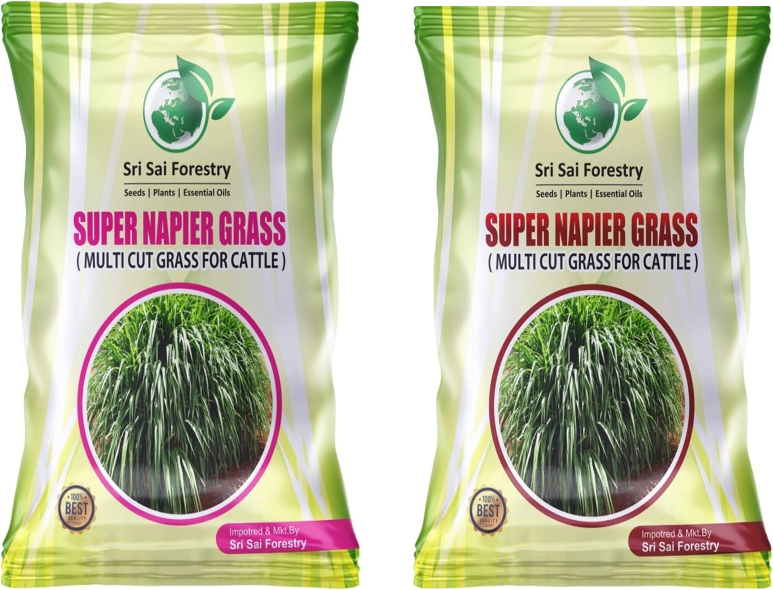 SRI SAI FORESTRY Super Napier Grass Seeds (Pack of 2, 1000 Seeds Each) | High Yield Multi Cut Fodder Grass Seeds | Fast Growing Nutritious Green Fodder for Cattle, Goat, Buffalo, Sheep & Dairy Farming