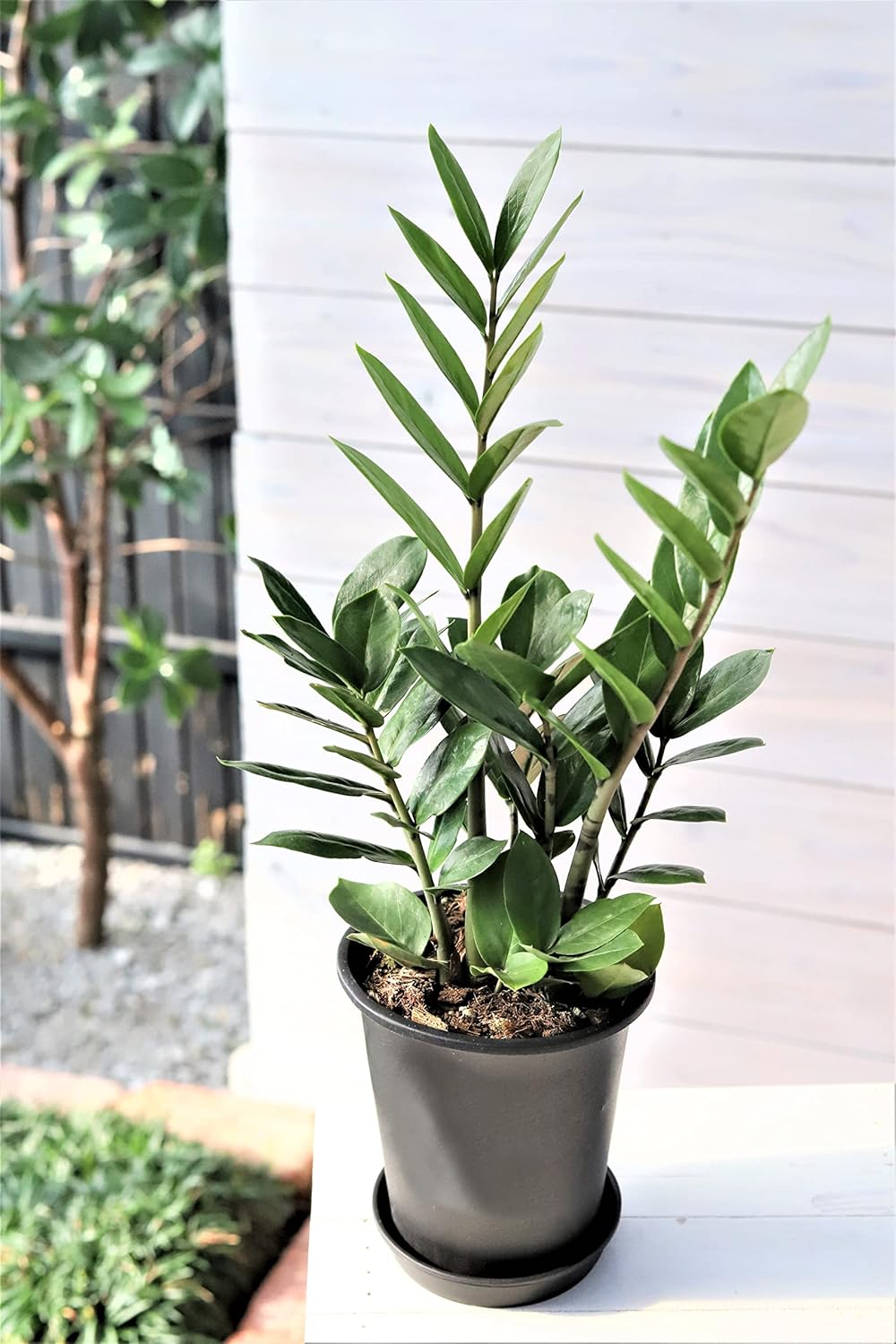 ザミオクルカス 斑入り 苗 レア 希少