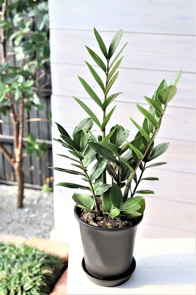 ガリュミーズ　初期 4枚 デュエルマスターズ 月下卍壊ガ・リュミーズ卍 初期 4枚