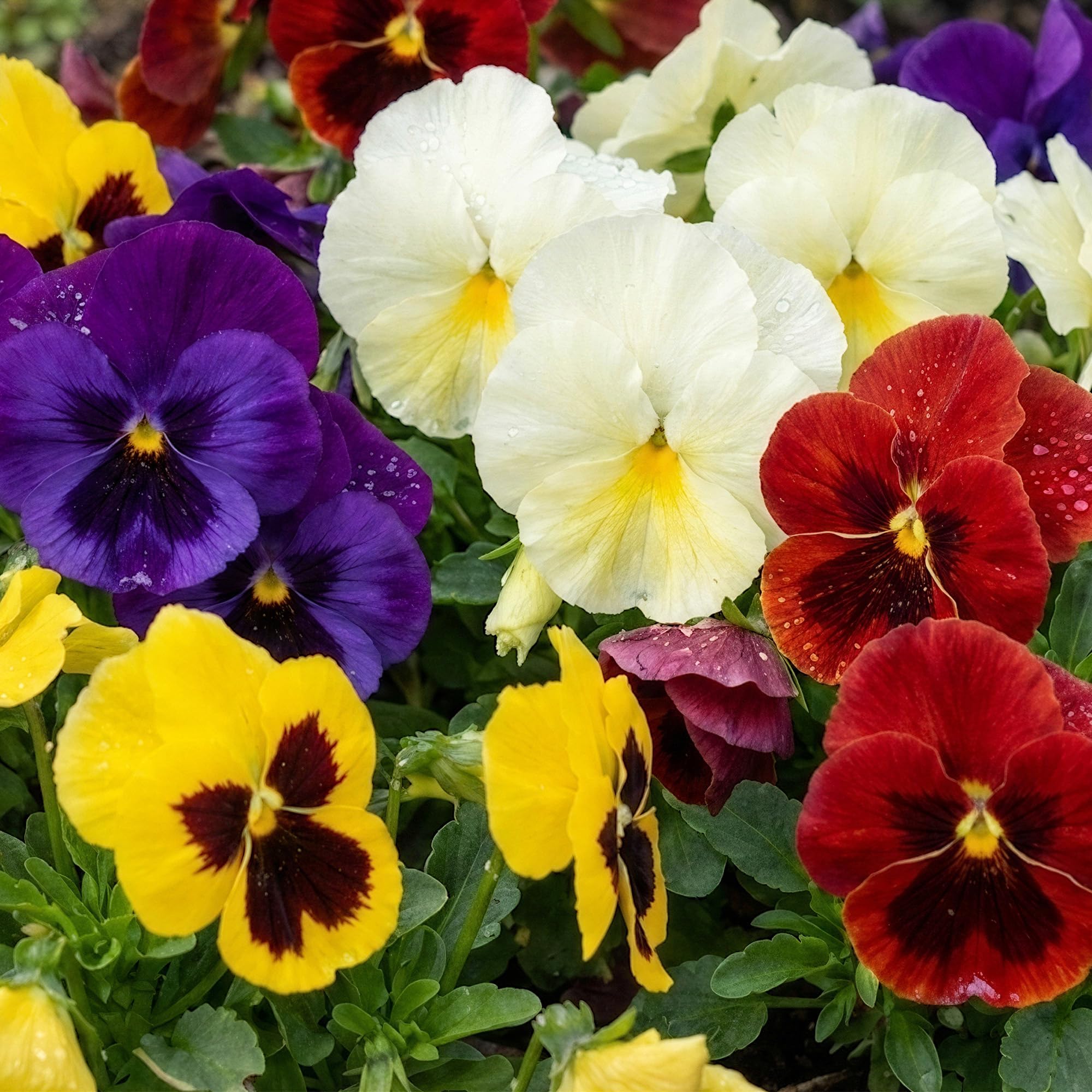 Jumbo Winter Flowering Pansies Mix - Winter Plant for Outdoors Garden Ready - Hanging Basket Flowers Ready to Plant - Large Flowering Bedding Plants for the Coldest Months (9cm Pot, 3 Plants)