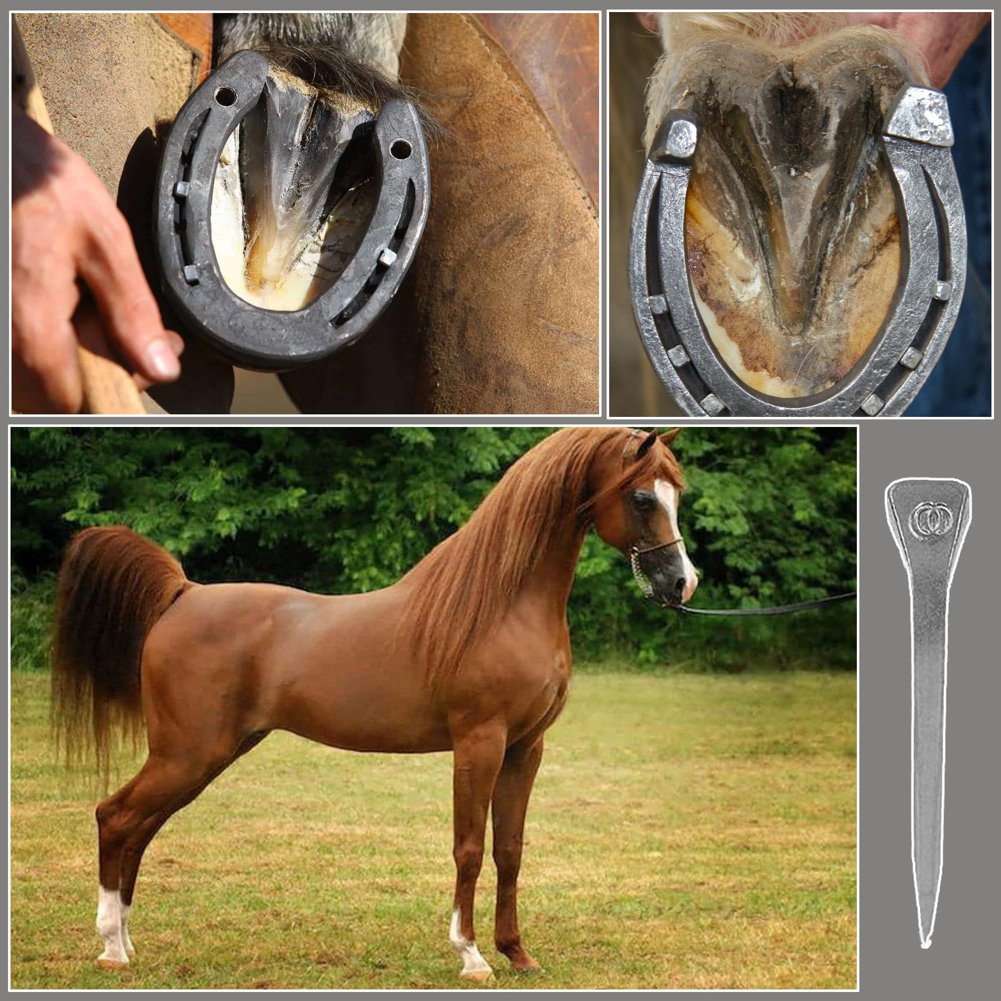 30 Piezas Clavo de Herradura, Clavos de Acero E6 para Carreras de Caballos, Herraduras de Caballo Accesorios