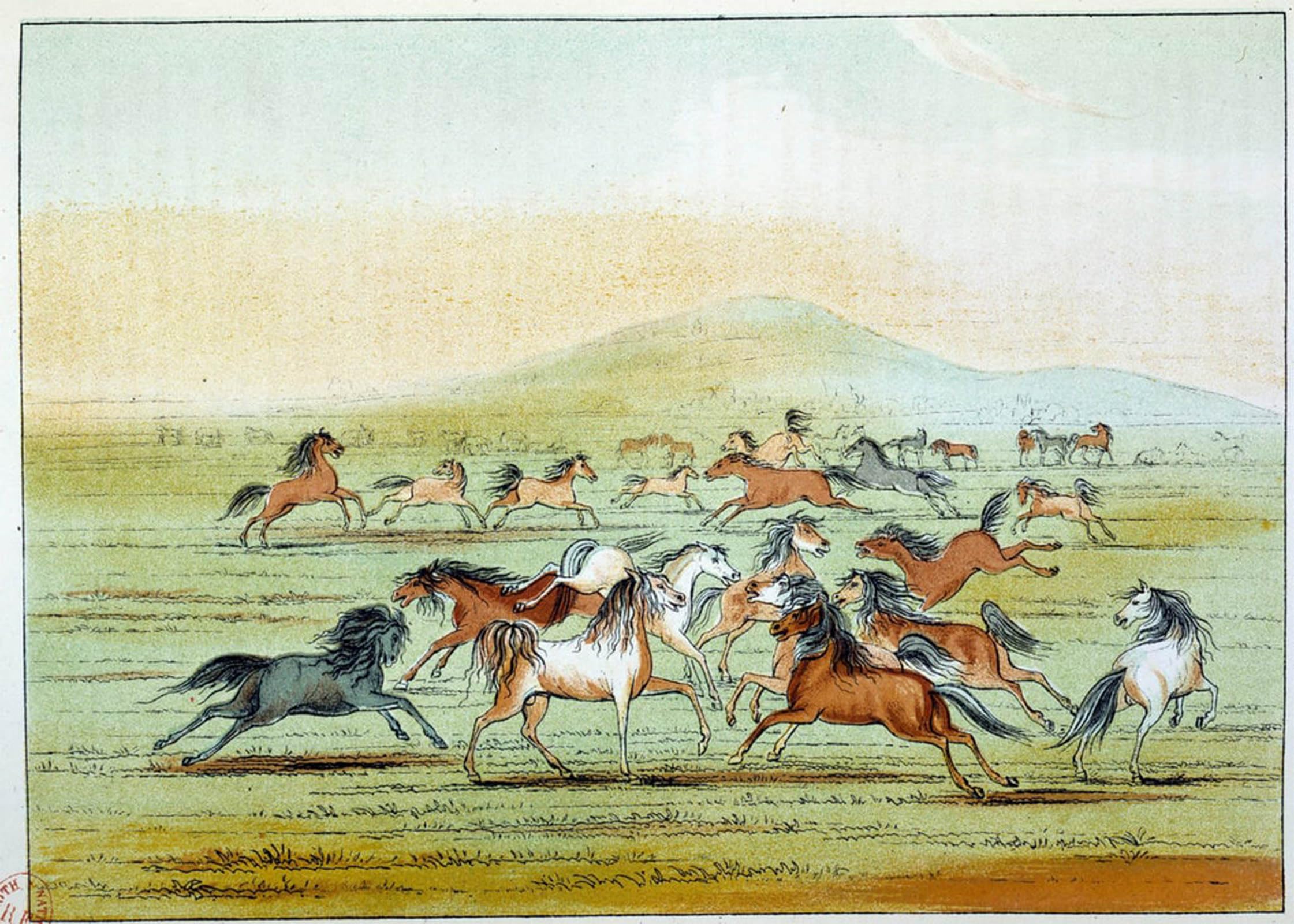 POSTERIIk Vintage Classic Picture Landscape Artwork Wild Horses Hunted by George Catlin Portrait Canvas Painting for Office Home Decor 60x90cm
