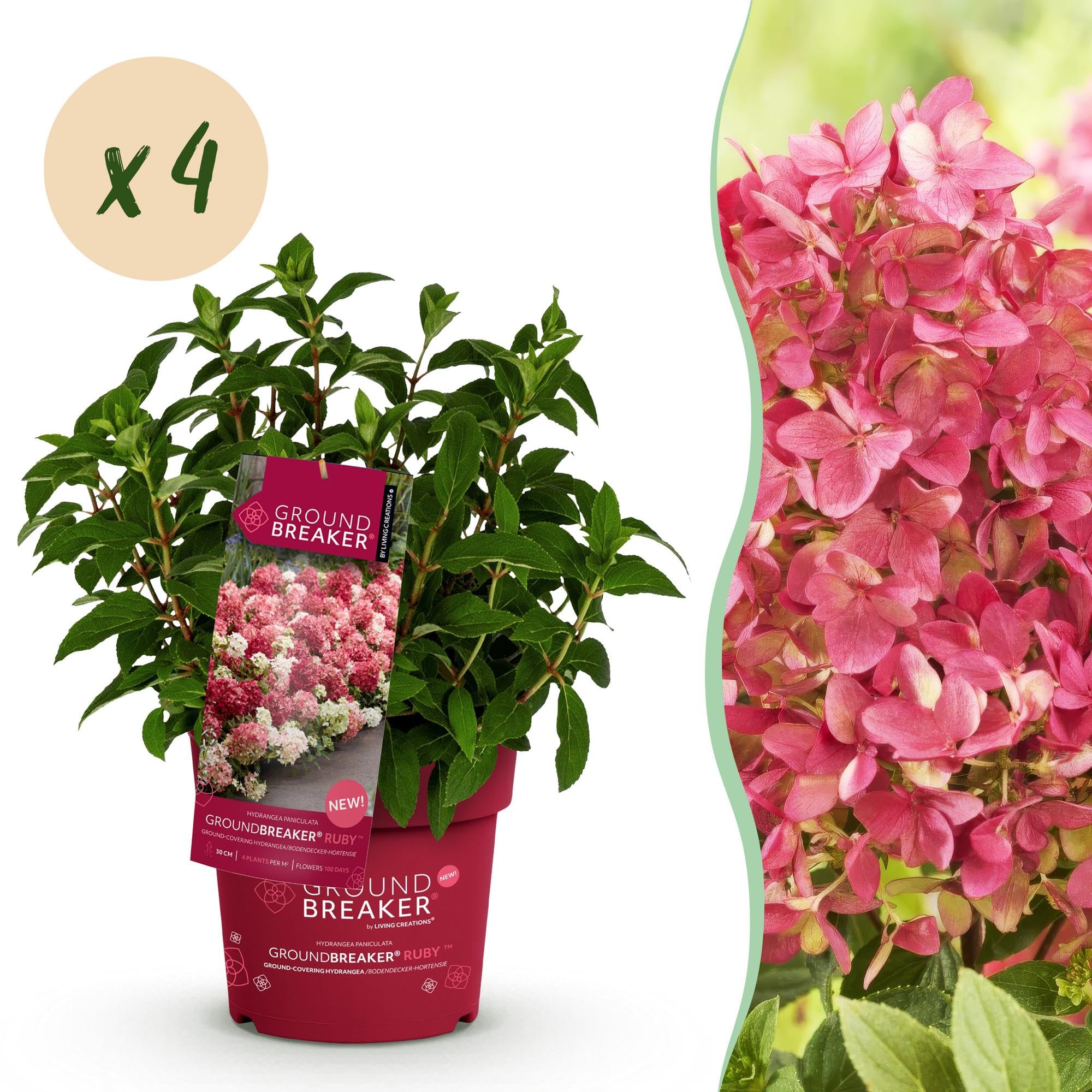 Green boutiQ - Plante de jardin - Hydrangea panniculata Groundbreaker Ruby - Hortensia en panicule - Rustique - Rouge - 2 Plantes - Pot 14cm - Hauteur 20-25cm