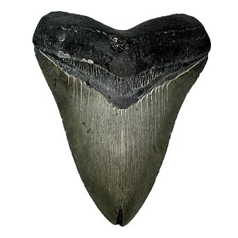 Genuine 5-6 Inch Fossilized Prehistoric Megalodon Tooth from The USA - for Fossil Collections and Education Purposes Certificate of Authenticity Included A1275 5.43 Inches