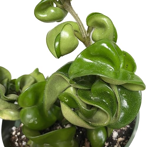 Miniatura 5 de Hoya Compacta también conocida como cuerda hindú Hoya Hoya disponible en maceta de 2 pulgadas  Planta purificadora de aire