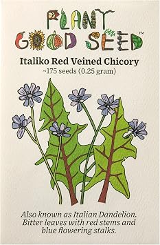 Plant Good Seed Organic Italiko Red-Veined Chicory Seeds - Pack of 175, Heirloom Seeds for Planting Herbs - Gardening Supplies, Wildflower, Herb Garden, Flower Seeds - from USA