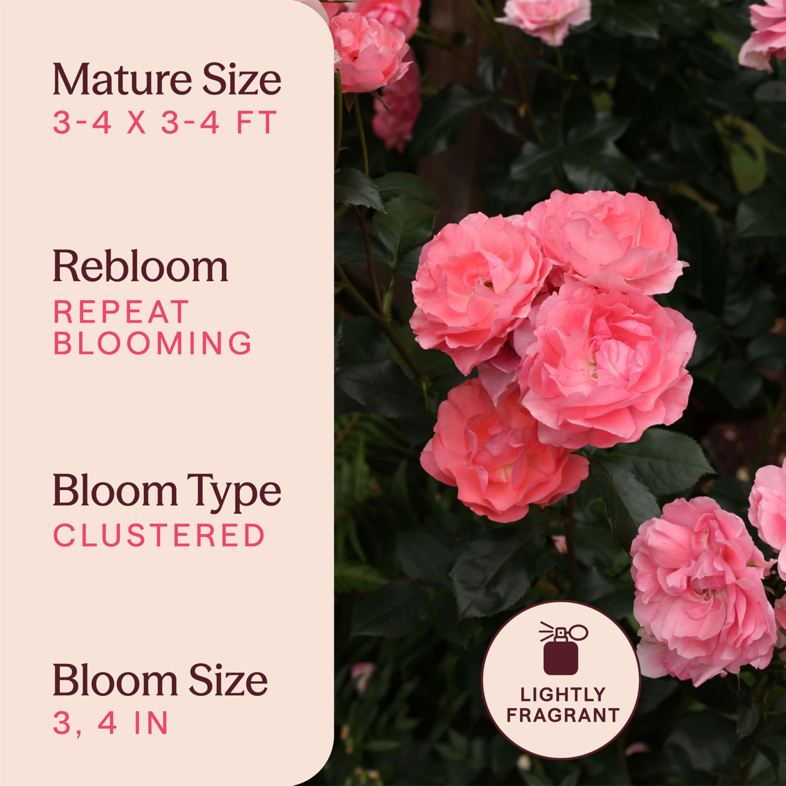 Amazon.com : Heirloom Floribunda Roses, Live Own Root Plant for