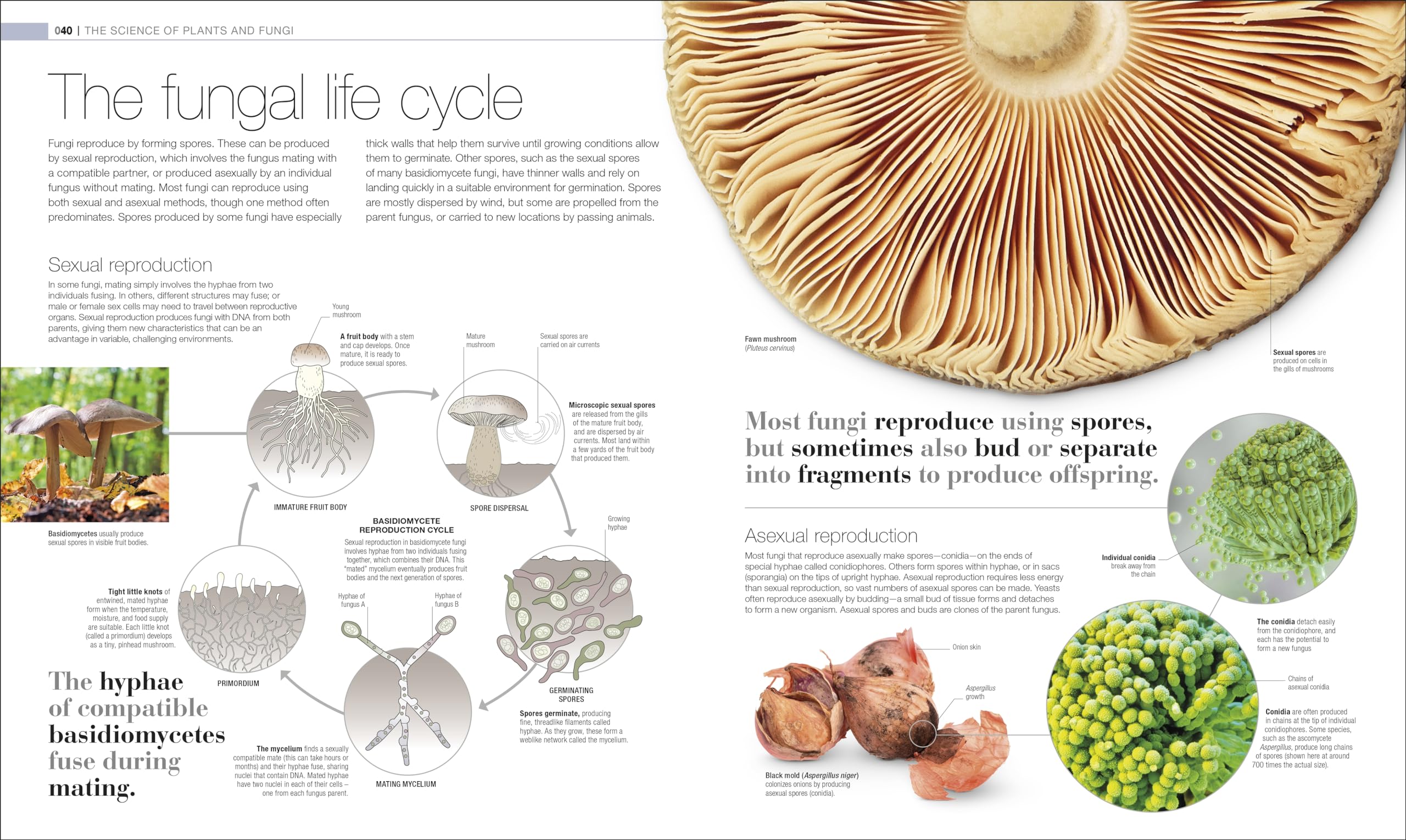 Plants and Fungi: The Definitive Visual Encyclopedia (DK Definitive Visual Encyclopedias) - Image 4