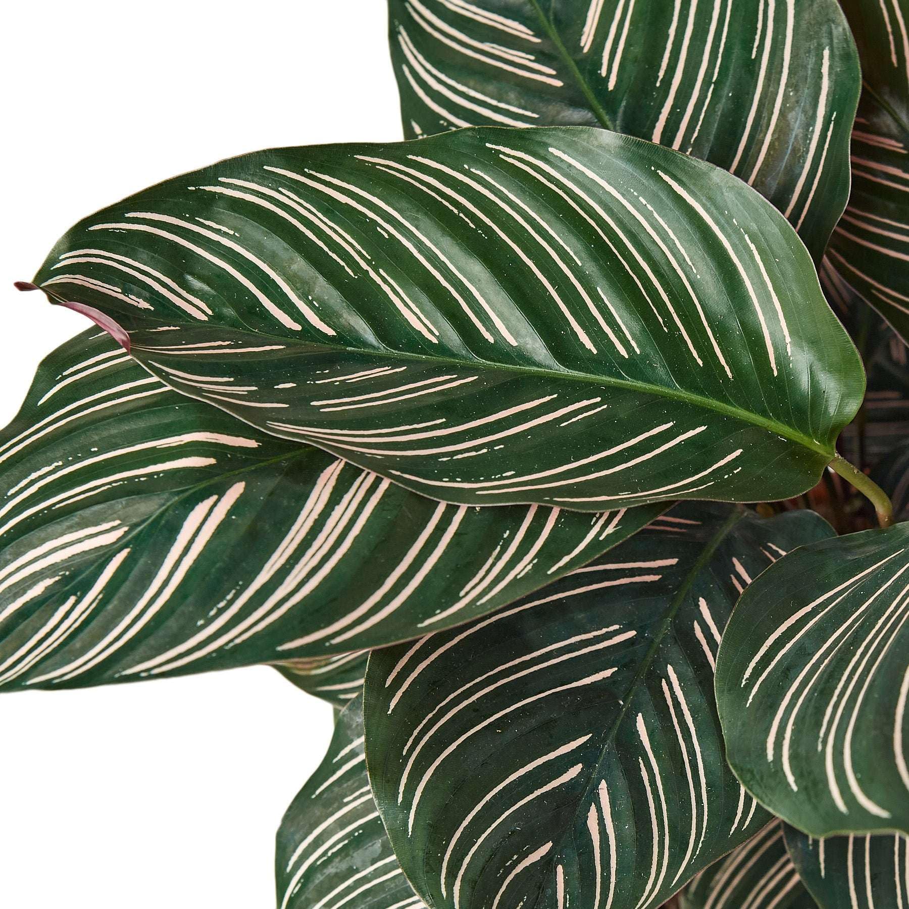 dracena lemon lime care Shop 'Dracaena Lemon Surprise Plant' Care & Growing Guide