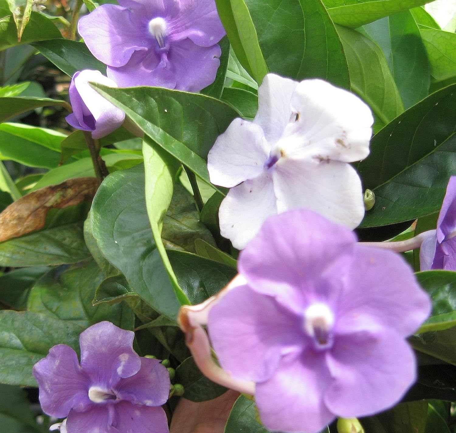 Yesterday Today Tomorrow - Brunsfelsia pauciflora 'Emerald's Grand' - Live Tropical Plant - Lavender White Purple Flower - Starter Size 4 Inch Pot