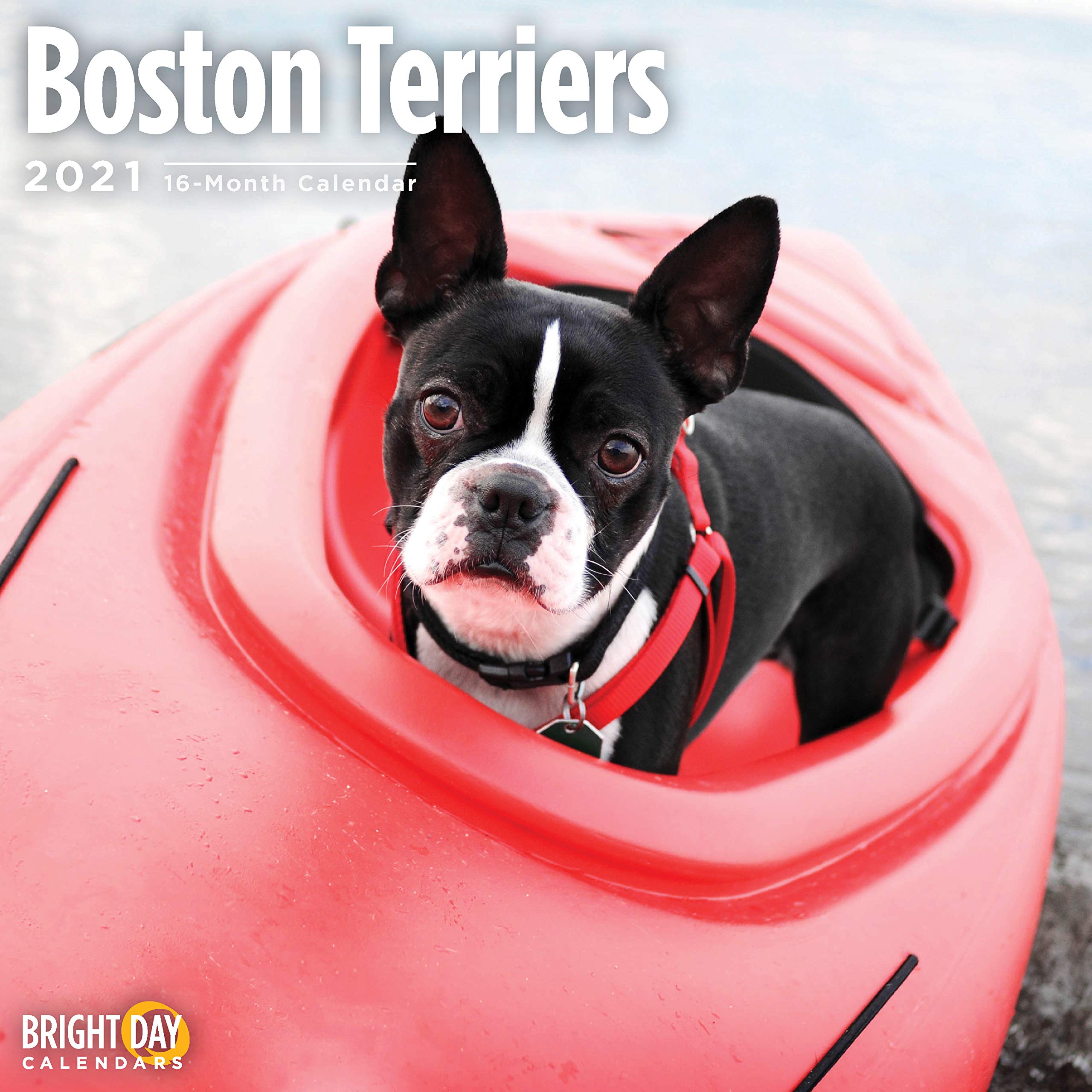 2021 Boston Terriers Wall Calendar by Bright Day, 12 x 12 Inch, Cute Dog Puppy